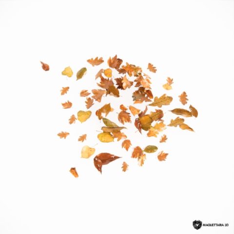 Folhas 02