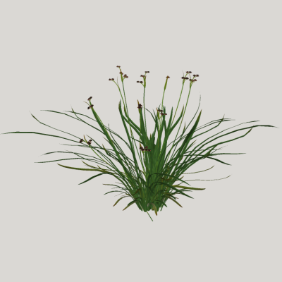 Juncus effusus 01