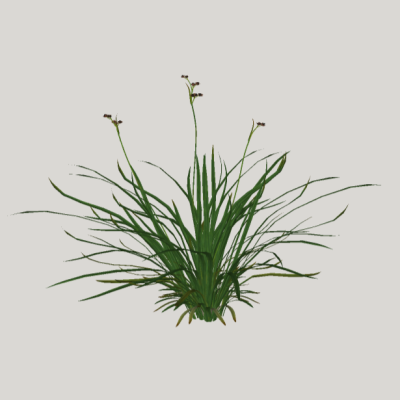 Juncus effusus 02