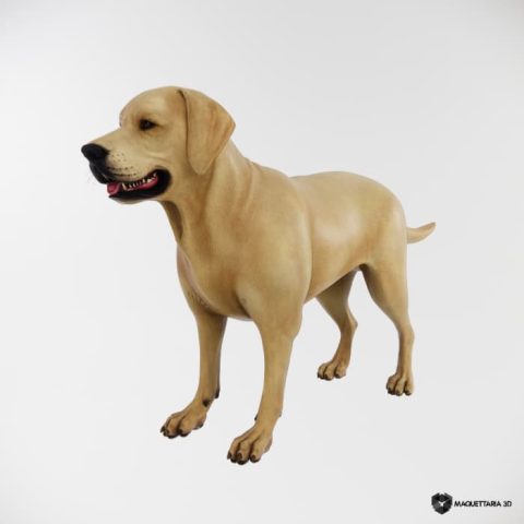 Labrador