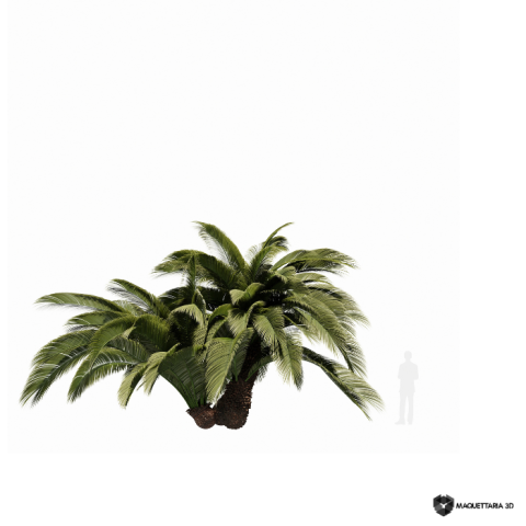 MACROZAMIA 01
