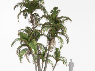 Palmeira Areca 04