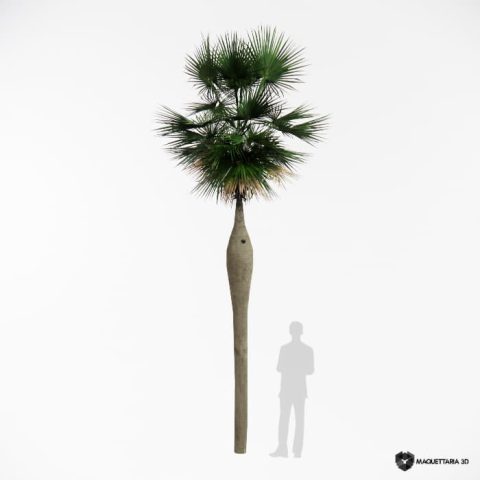 Palmeira Botella