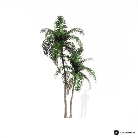 Palmeira Jerivá dupla 05