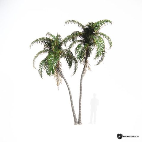 Palmeira Jerivá dupla 06