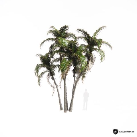 Palmeira Jerivá grupo 08