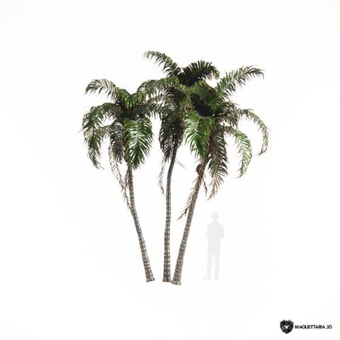 Palmeira Jerivá tripla 07