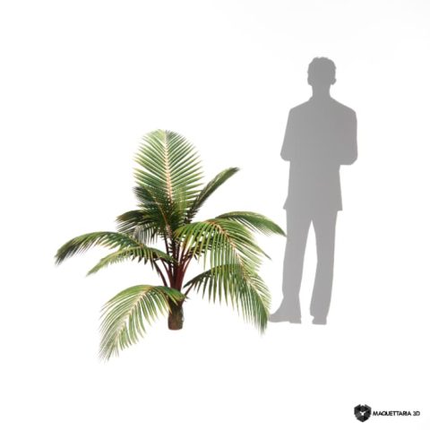 Palmeira Laca Vermelha