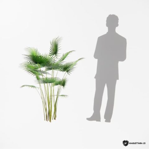 Palmeira Leque Real 01