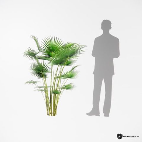 Palmeira Leque Real 02