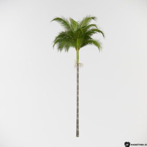 Palmeira Real Medio Porte