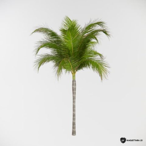 Palmeira Real Pequeno Porte