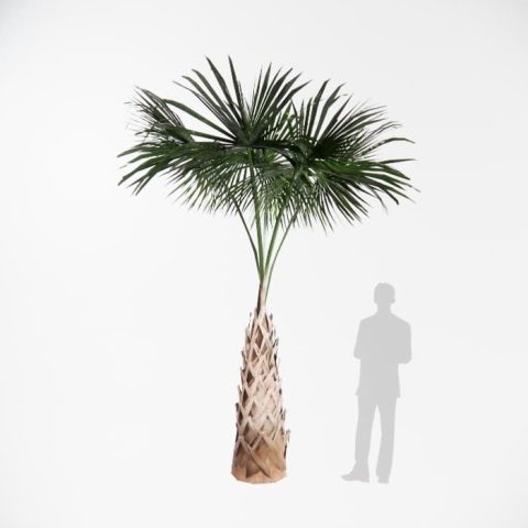 Palmeira das Califórnias