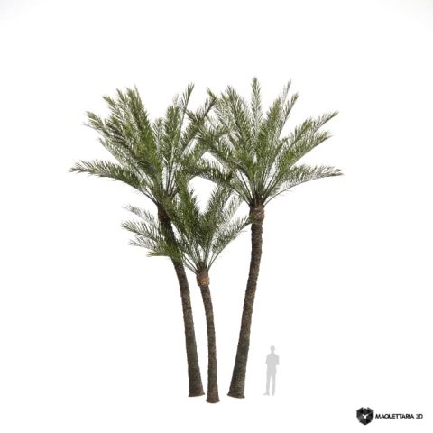 Palmeira-das-canárias