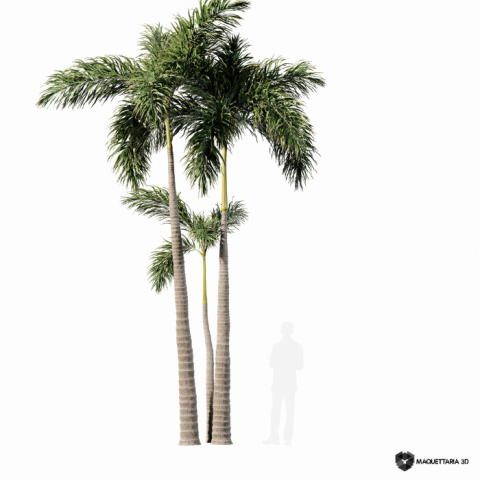 Palmeira de Betel 3 caules