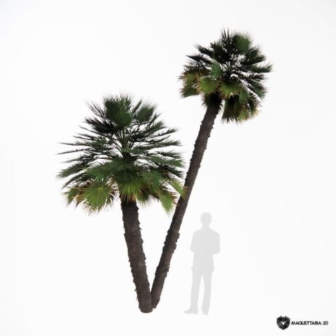 Palmeira de Saia Washingtonia filifera 02