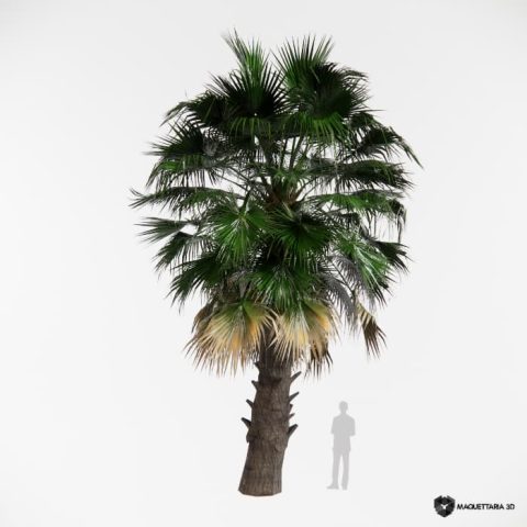 Palmeira de SaiaWashingtonia filifera