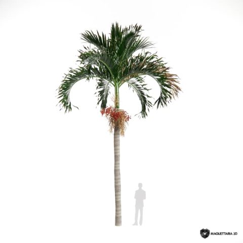 Palmeira-de-manila 02