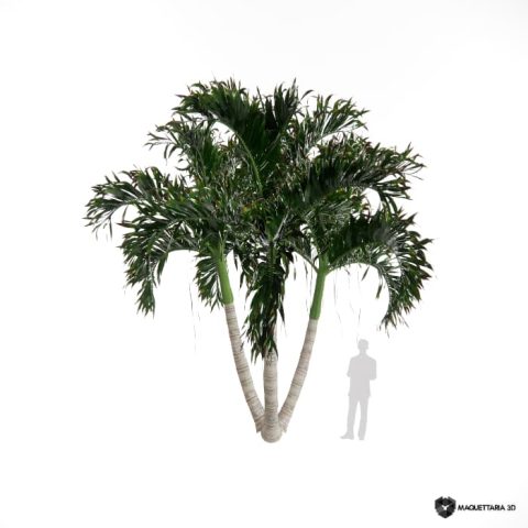 Palmeira-de-manila Tripla