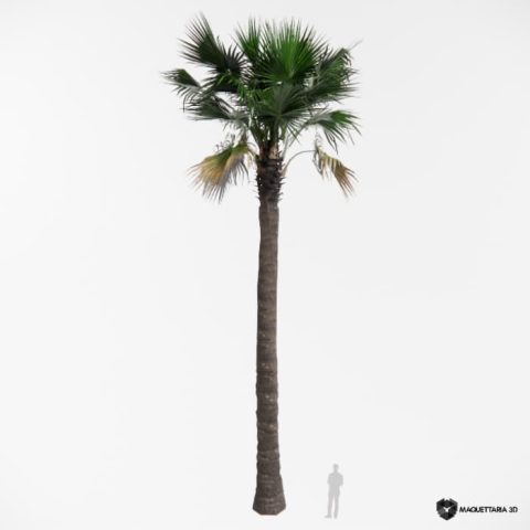 Palmeira do Fã da California