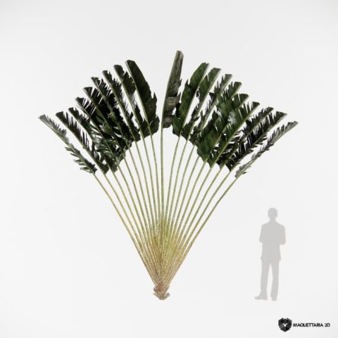 Palmeira do Viajante