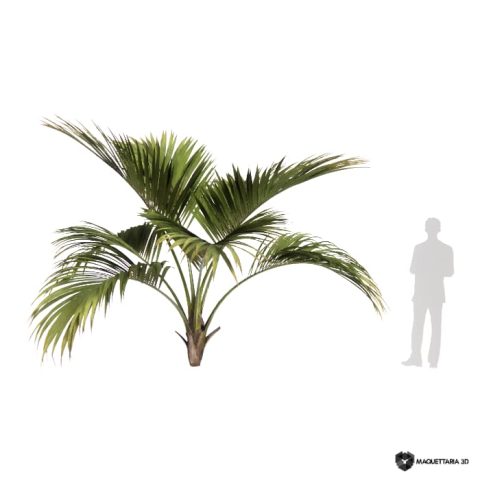 Palmeira encaracolada