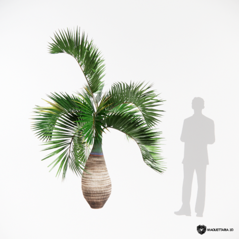 Palmeira-garrafa