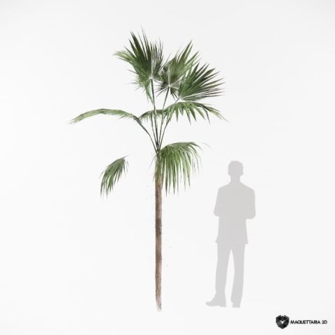 Palmeira leque do méxico