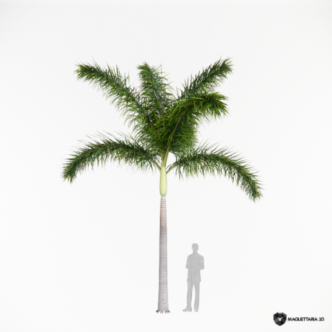 Palmeira rabo de raposa 01