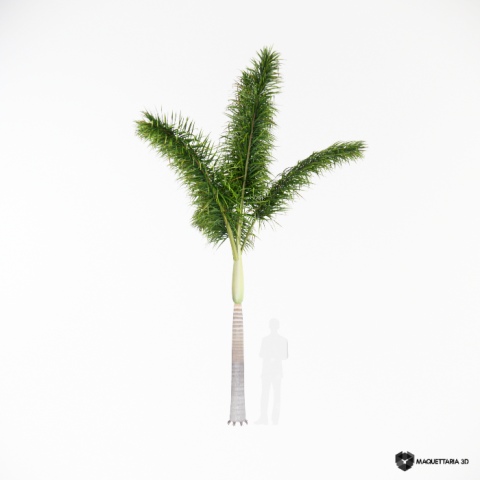 Palmeira rabo de raposa 02