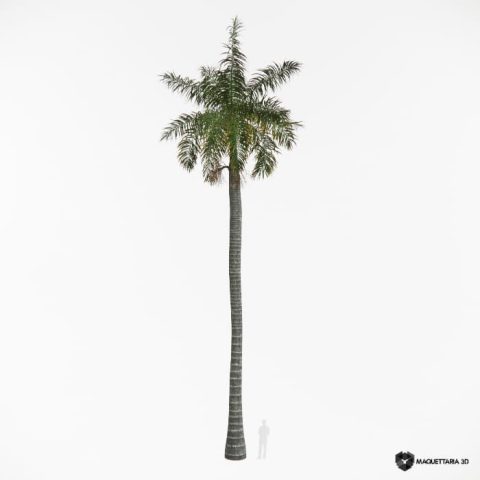 Palmeira-real-de-cuba