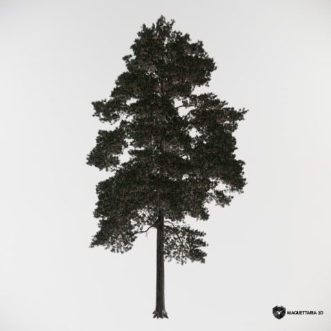 Pinus Sylvestris Médio Porte