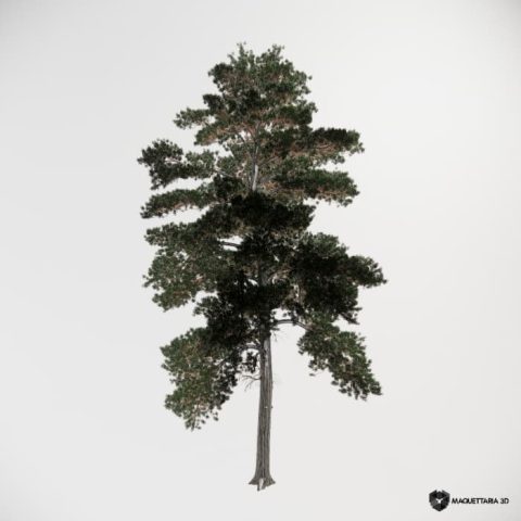 Pinus Sylvestris grande porte