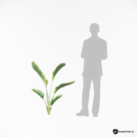 Strelitzia Nicolai 01