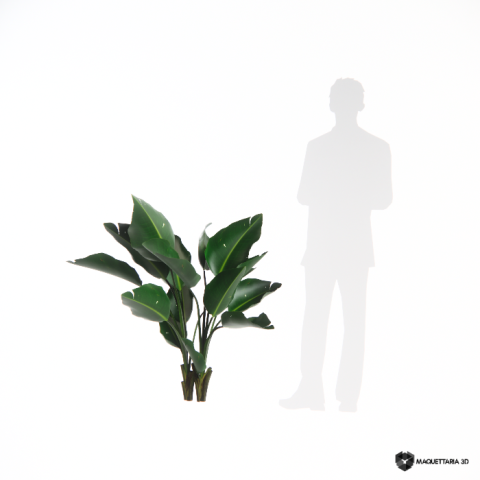 Strelitzia Nicolai 05