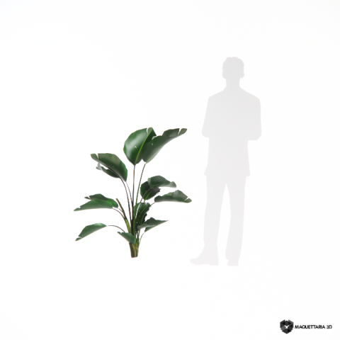 Strelitzia Nicolai 06