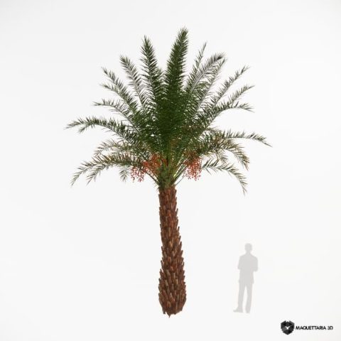 Tamareira da índia 01