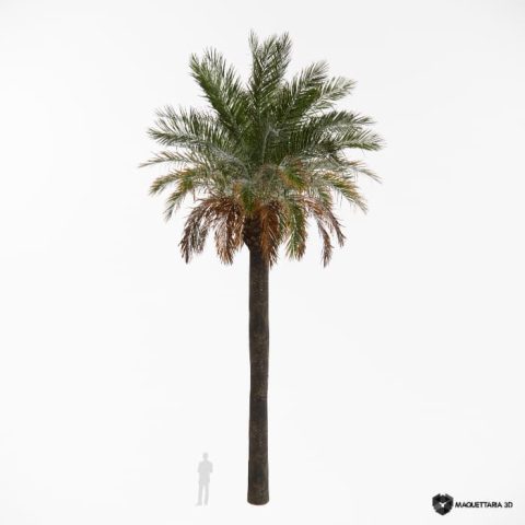 Tamareira da índia 02