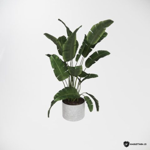 Vaso Com folha de bananeira