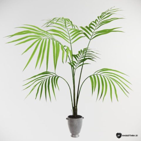 Vaso com Areca Bambu