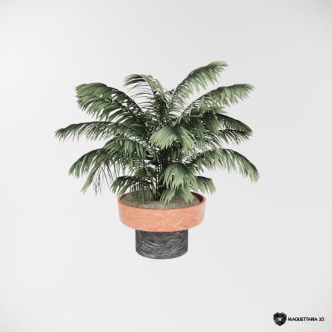 Vaso com Areca-bambu