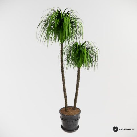 Vaso com Beaucarnea Recurvata