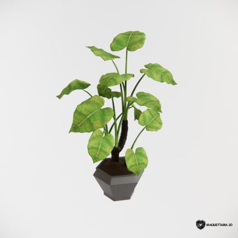Vaso com vegetação Alocasia wentii