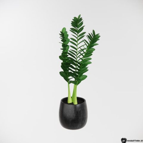 Vaso com vegetação Zamia