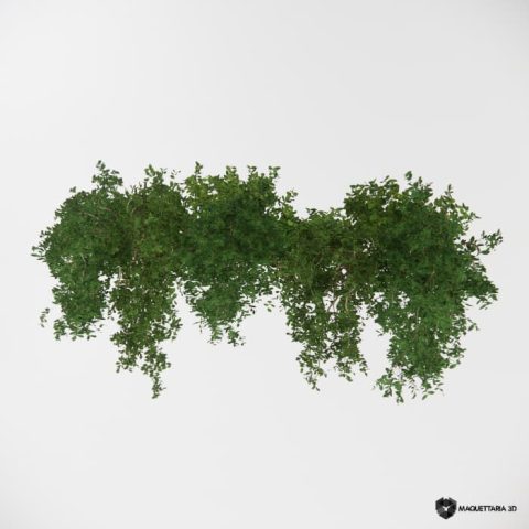 Vegetações Penduradas 03