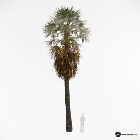 Washingtonia_filifera