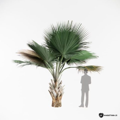 copernicia baileyana