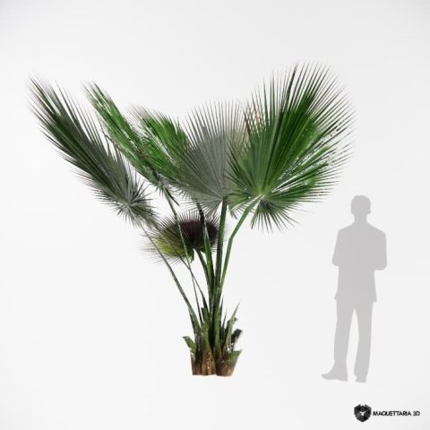 copernicia baileyana