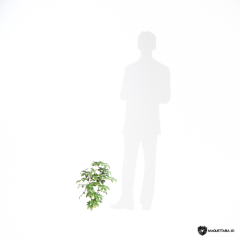 guarda-chuva-anã 02