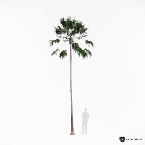 palmeira-leque-do-méxico 02